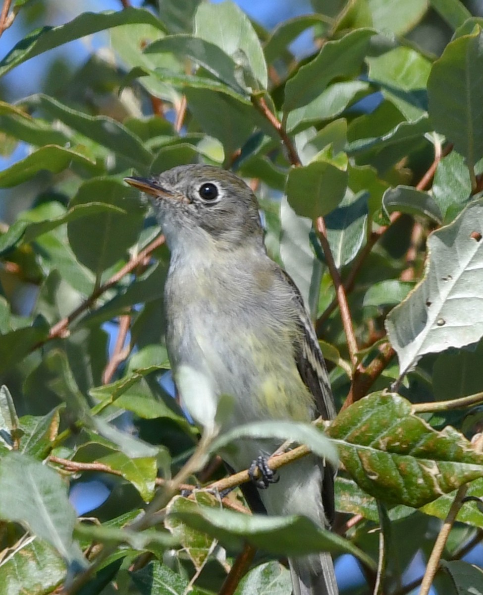 Least Flycatcher - ML642855824
