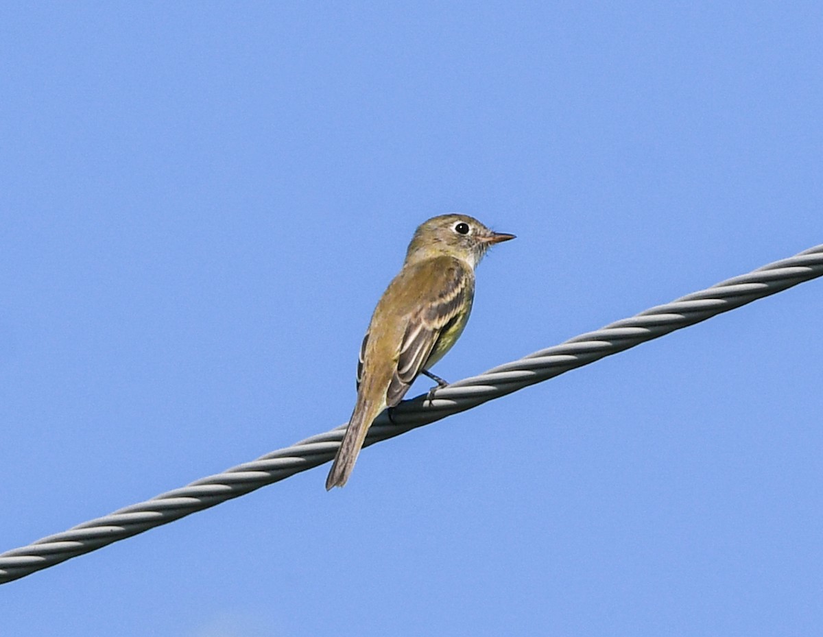 Least Flycatcher - ML642855825