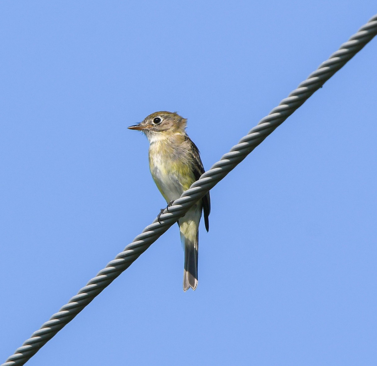 Least Flycatcher - ML642855826