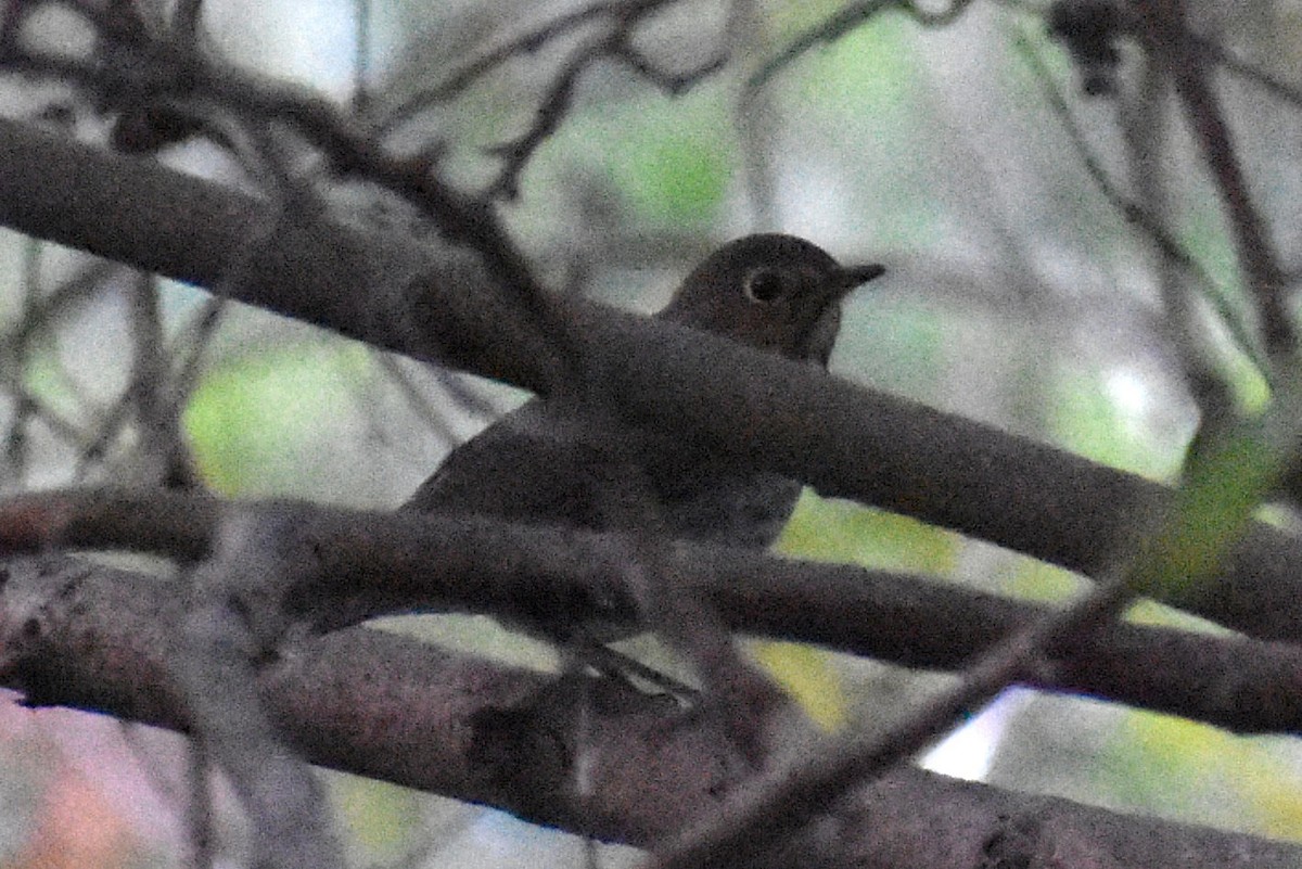 Catharus sp. - ML642855829
