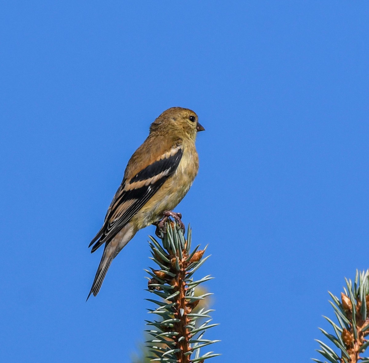 American Goldfinch - ML642855836