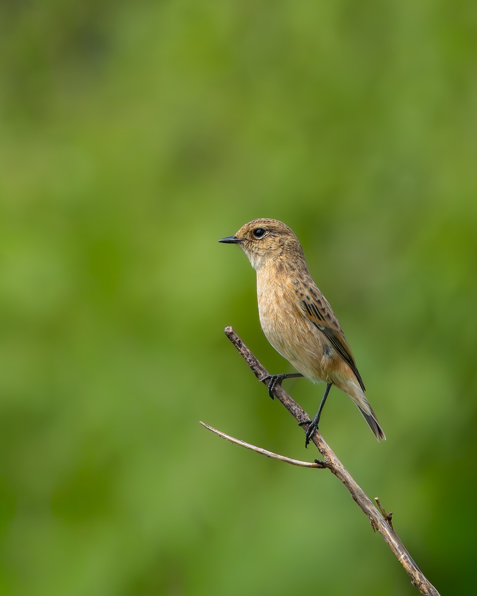 Tarabilla Siberiana - ML642855837