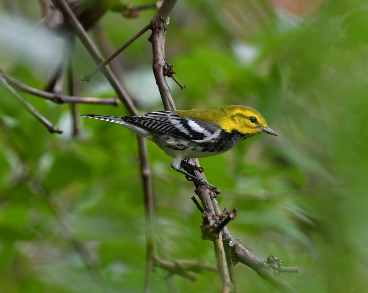 Black-throated Green Warbler - ML642855838