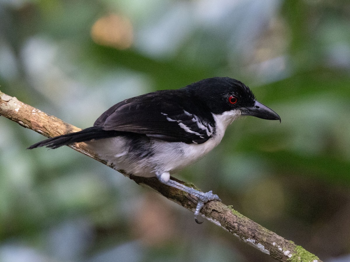 Batará Mayor - ML642855844