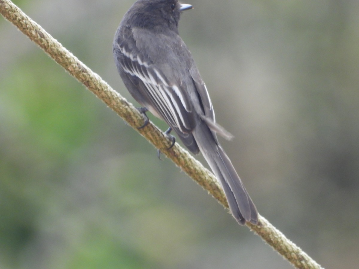 Mosquero Negro - ML642855851