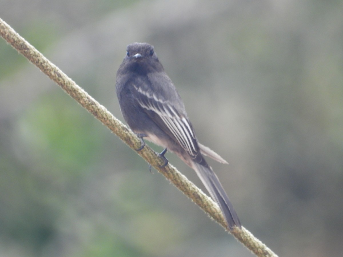 Mosquero Negro - ML642855855