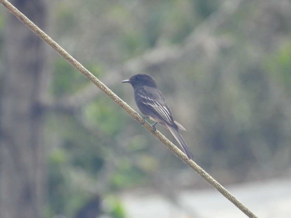 Mosquero Negro - ML642855857