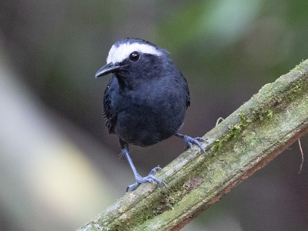 Hormiguero Cejiblanco - ML642855858
