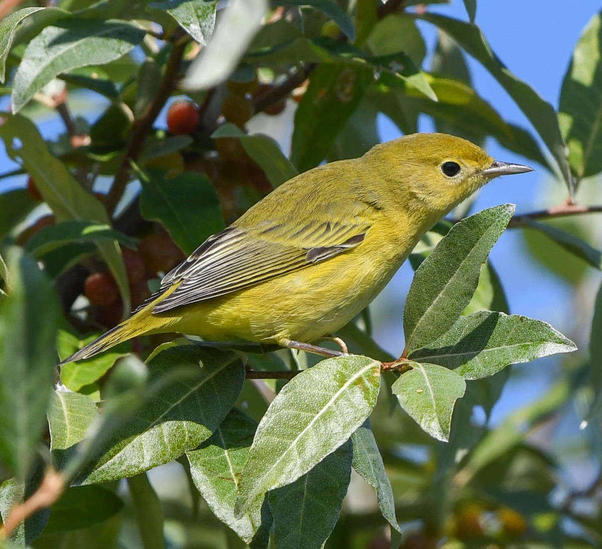 Yellow Warbler - ML642855863