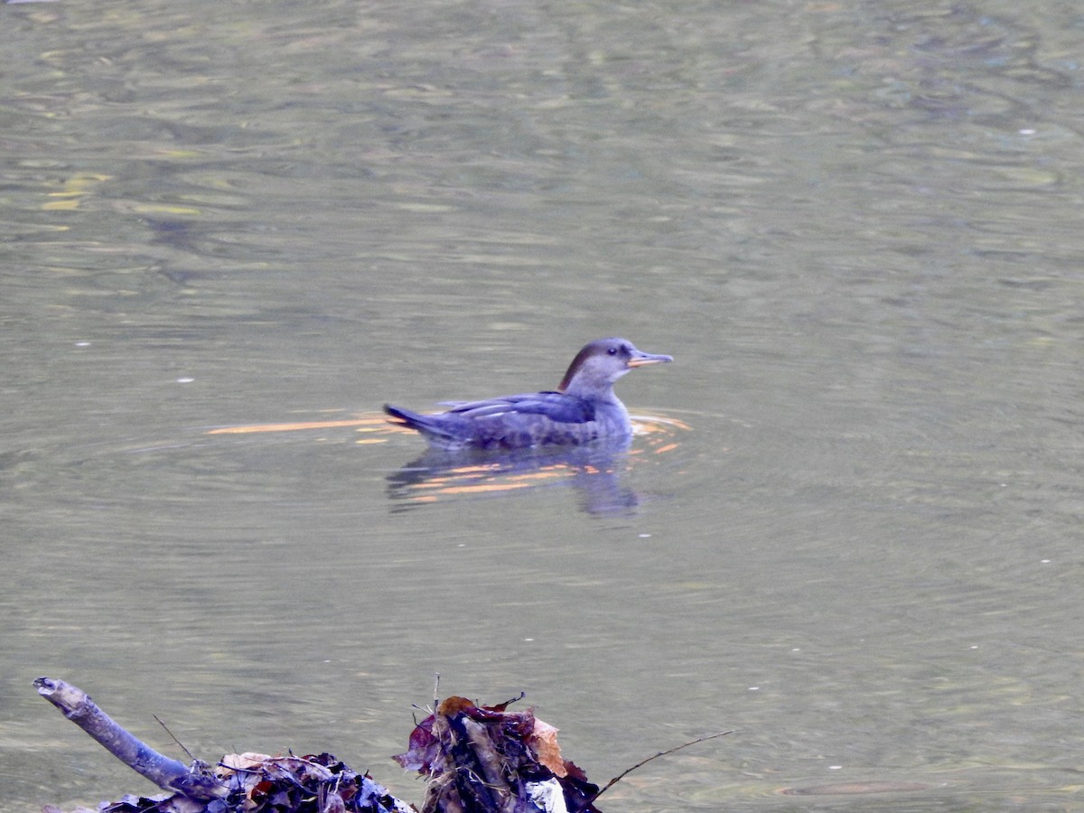 Hooded Merganser - ML642855866