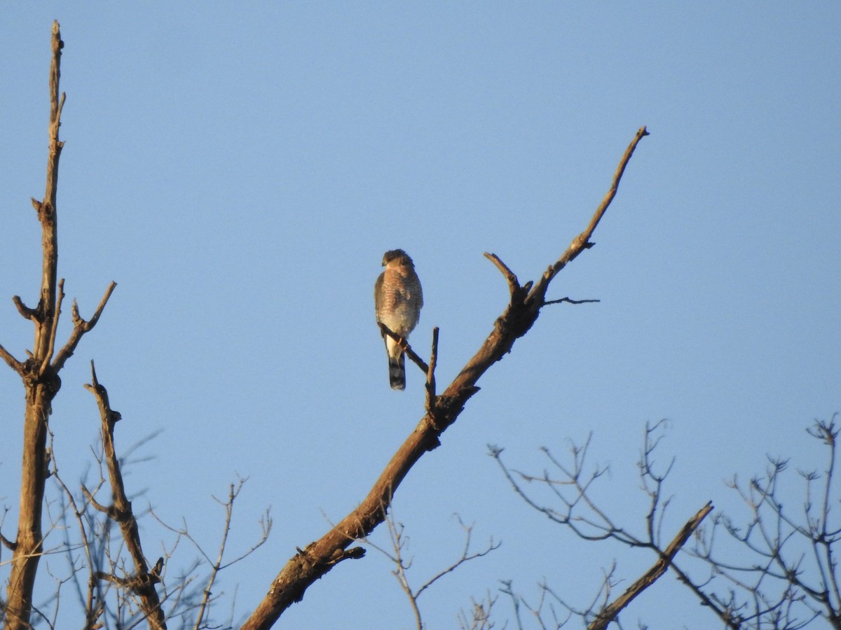 Sharp-shinned Hawk - ML642855868