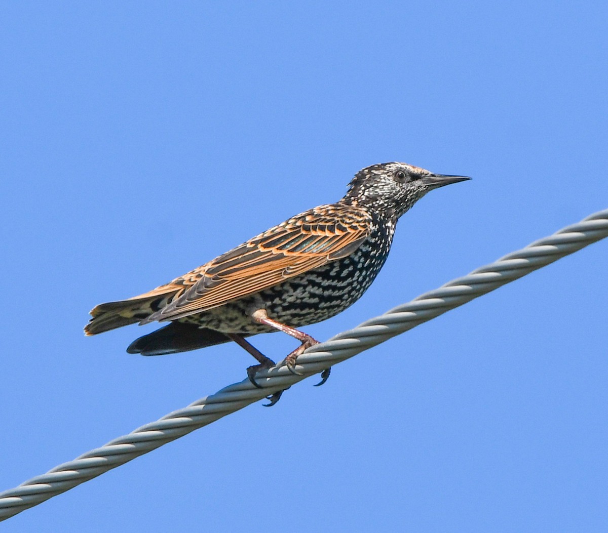 European Starling - ML642855870