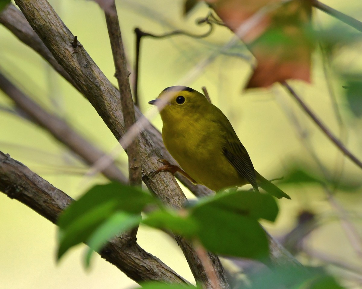 Wilson's Warbler - ML642855907