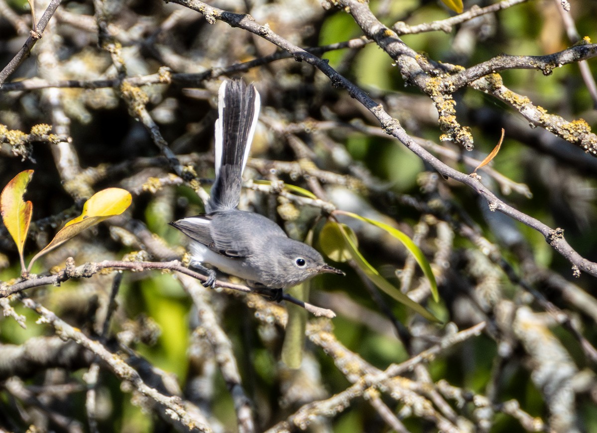 Blue-gray Gnatcatcher - ML642855914