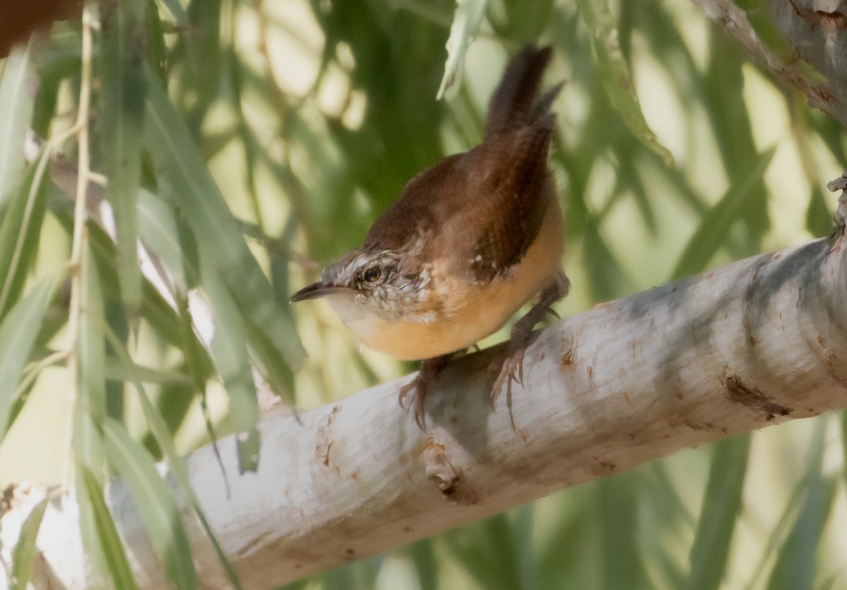 Carolina Wren - ML642855916