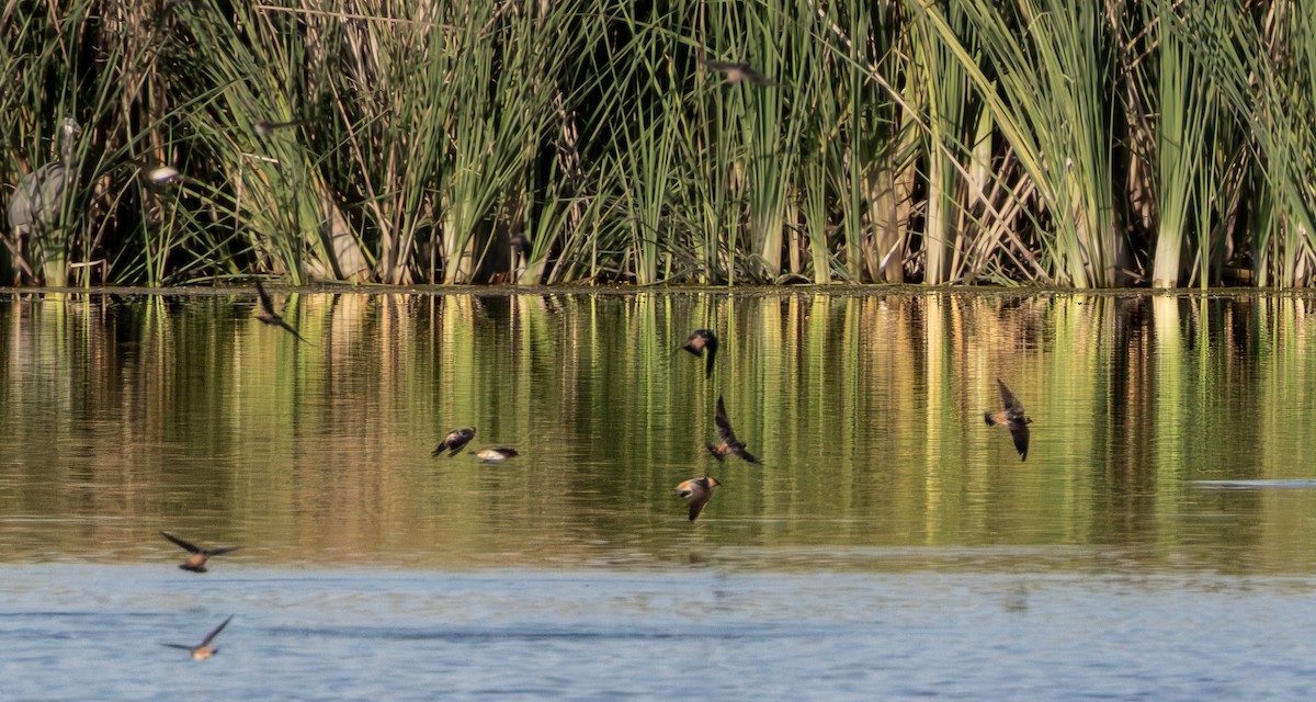 Cave Swallow - ML642855919