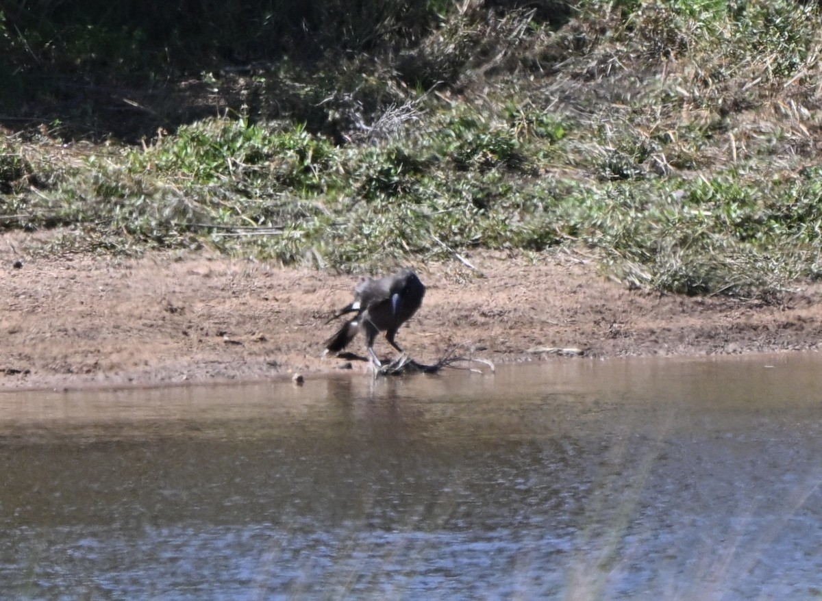 Gray Currawong - ML642855920