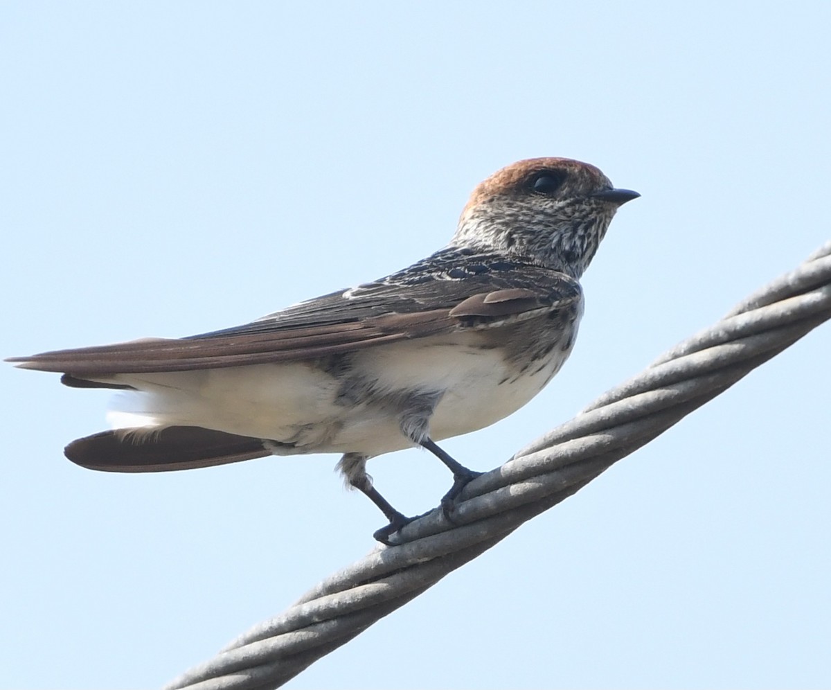 Streak-throated Swallow - ML642855921