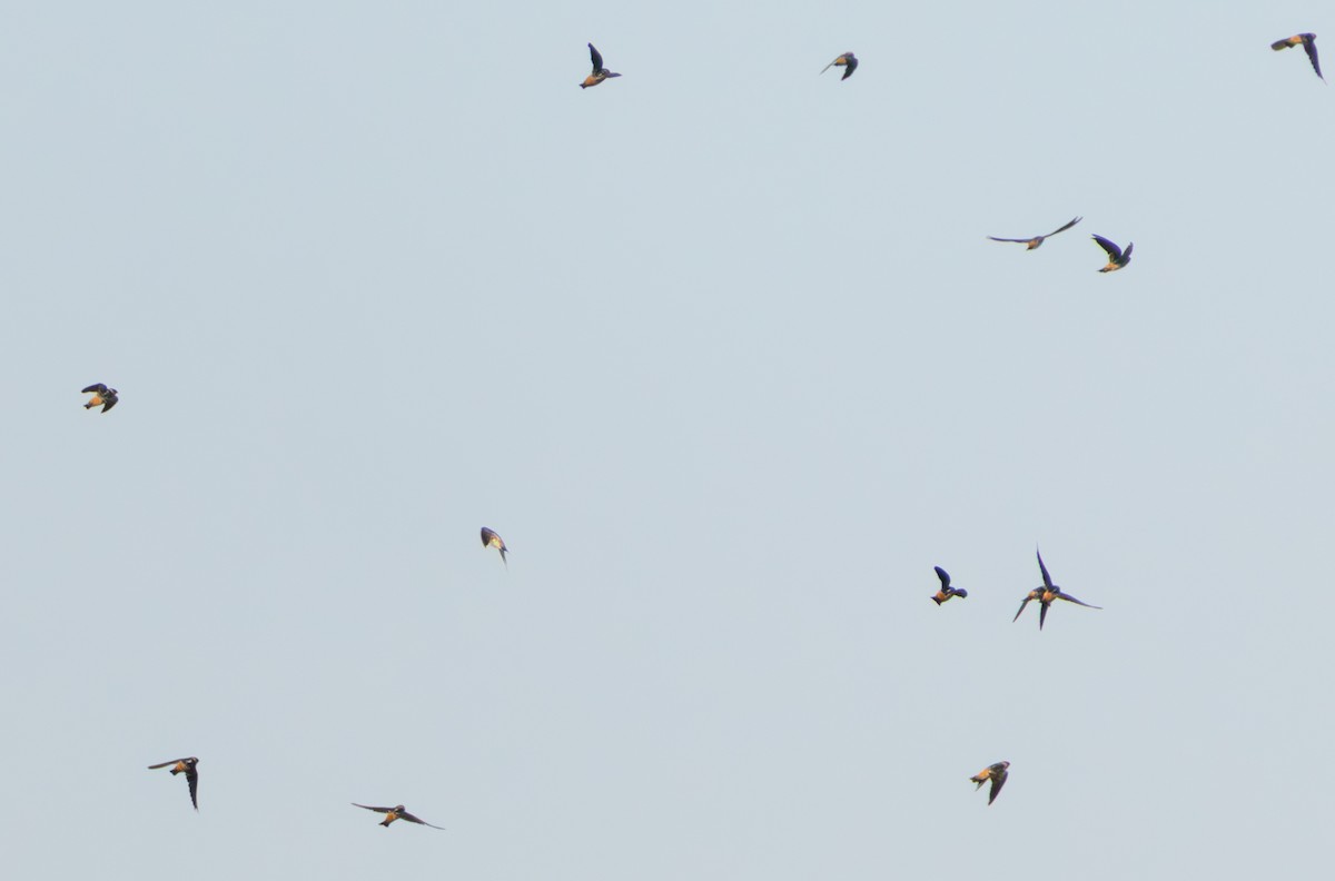 Cave Swallow - ML642855922