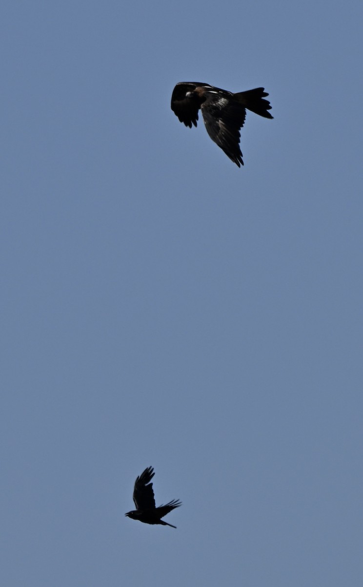 Wedge-tailed Eagle - ML642855924