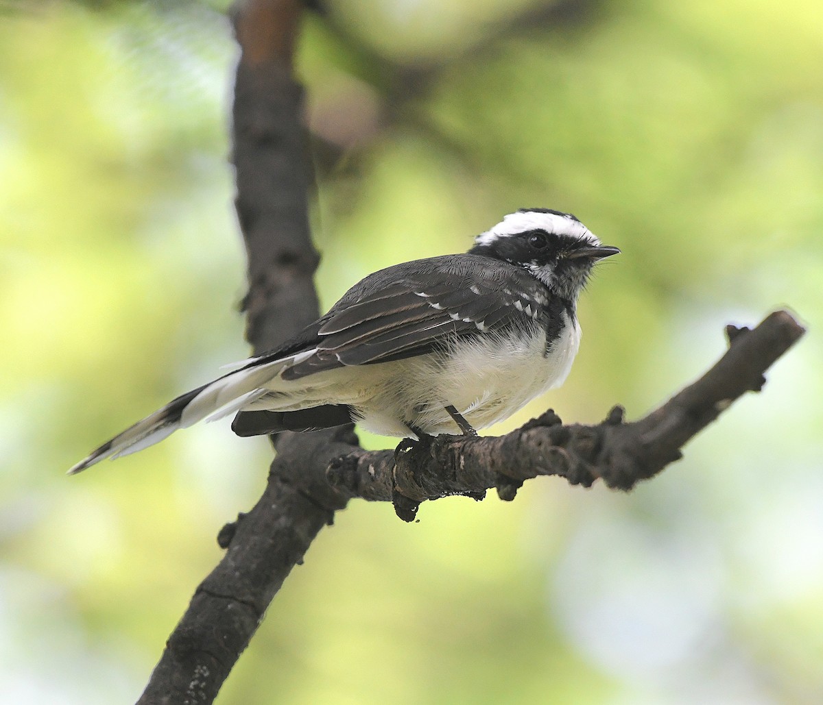 White-browed Wagtail - ML642855925