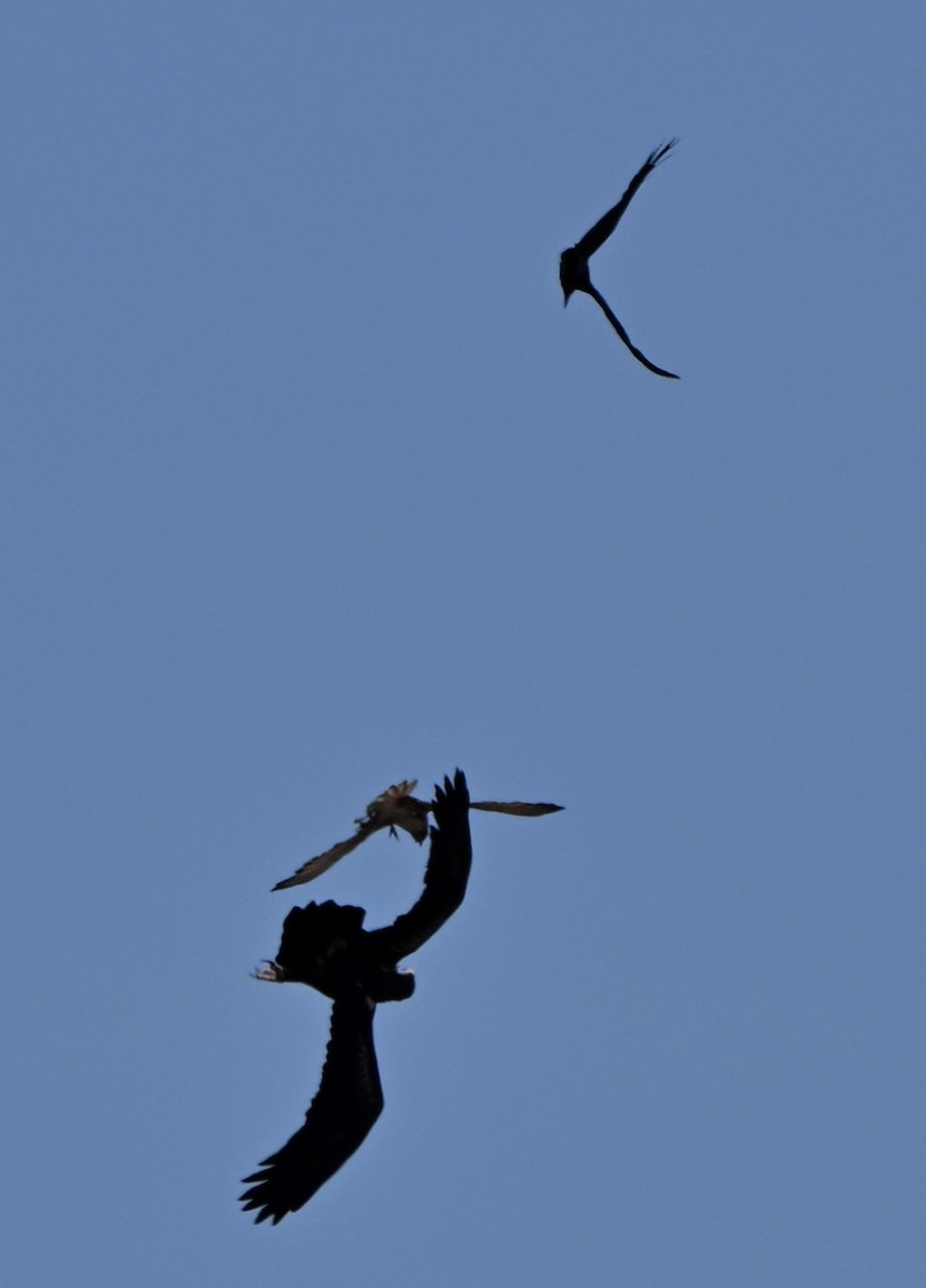 Wedge-tailed Eagle - ML642855929