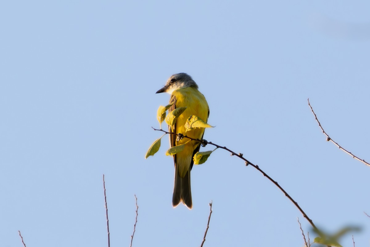 Couch's Kingbird - ML642855933