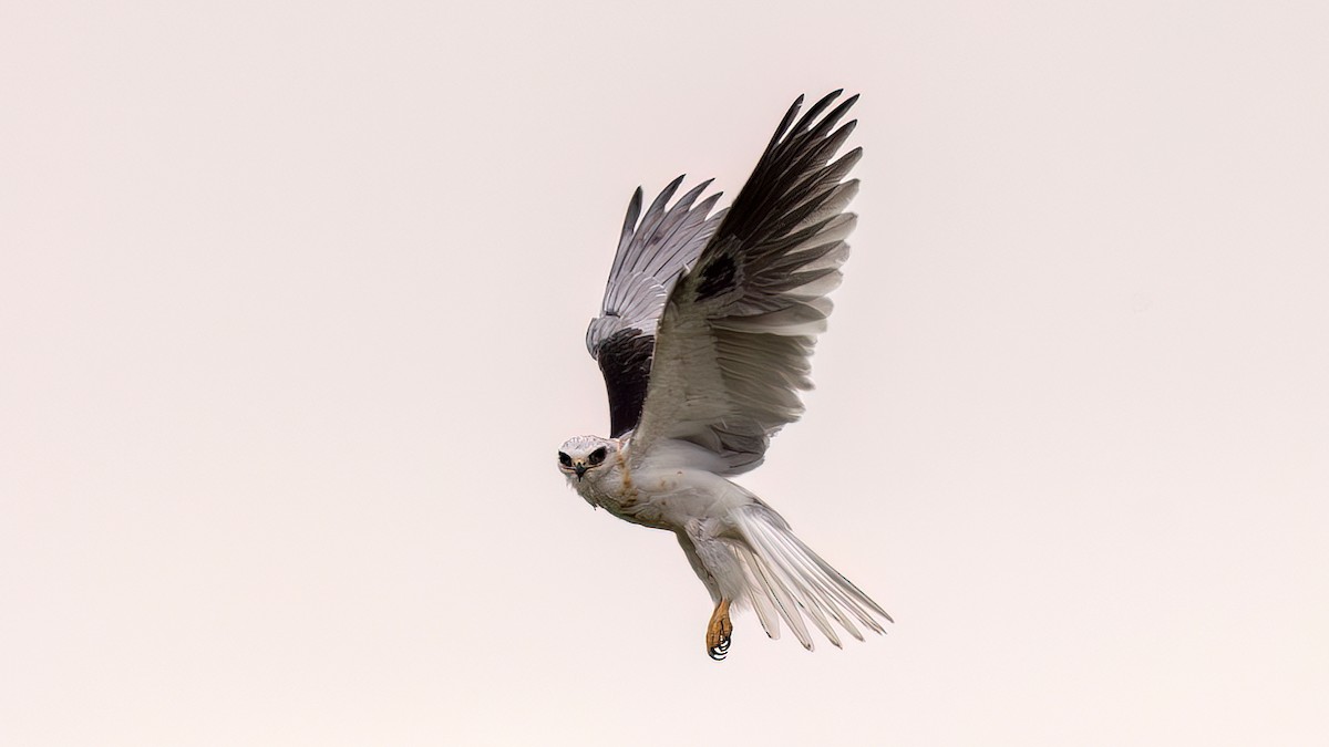 White-tailed Kite - ML642855934