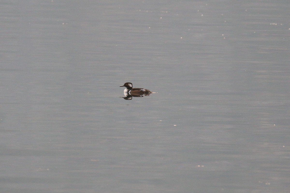 Hooded Merganser - ML642855942