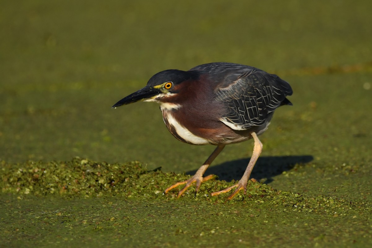 Green Heron - ML642855953