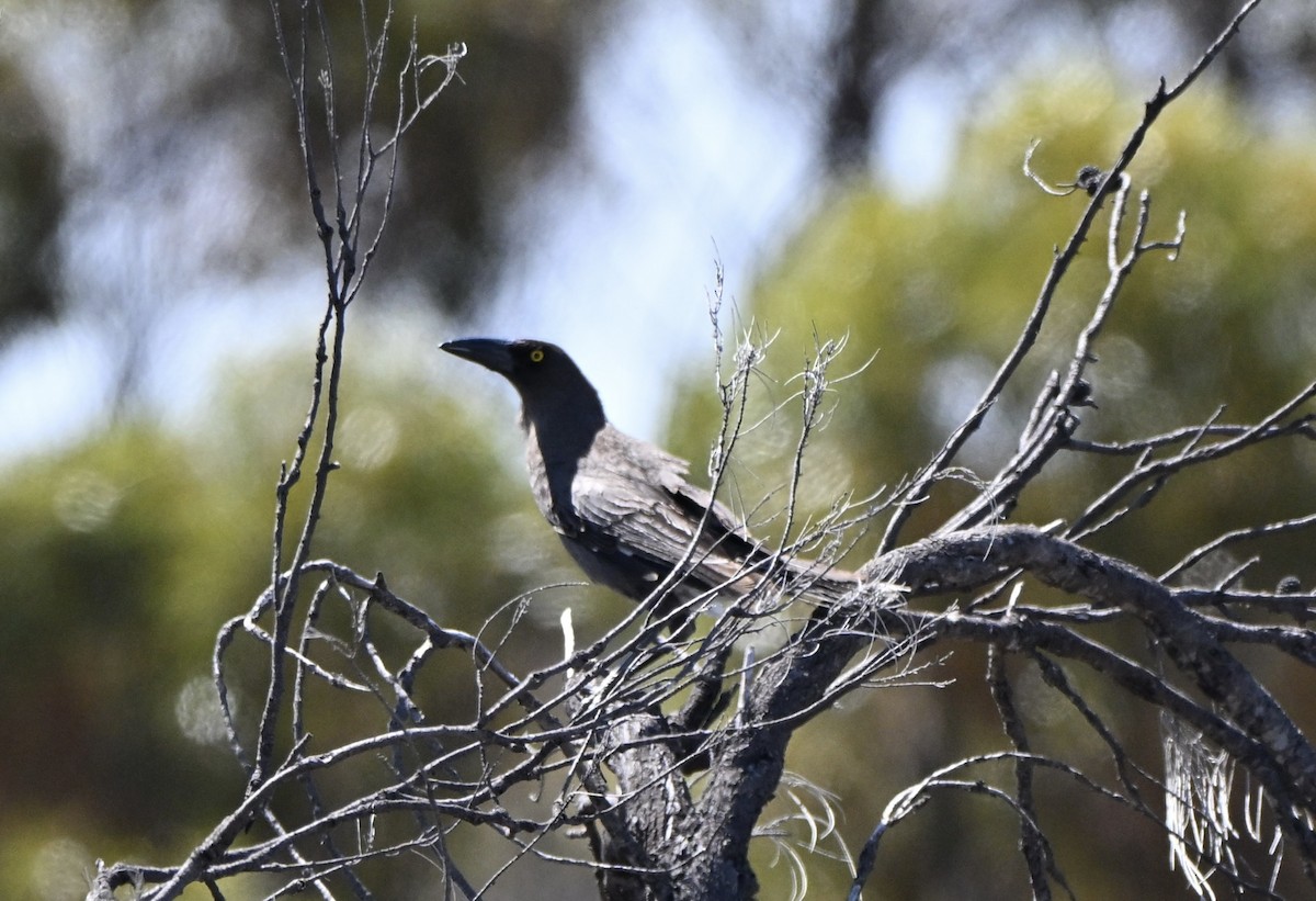 Gray Currawong - ML642855956