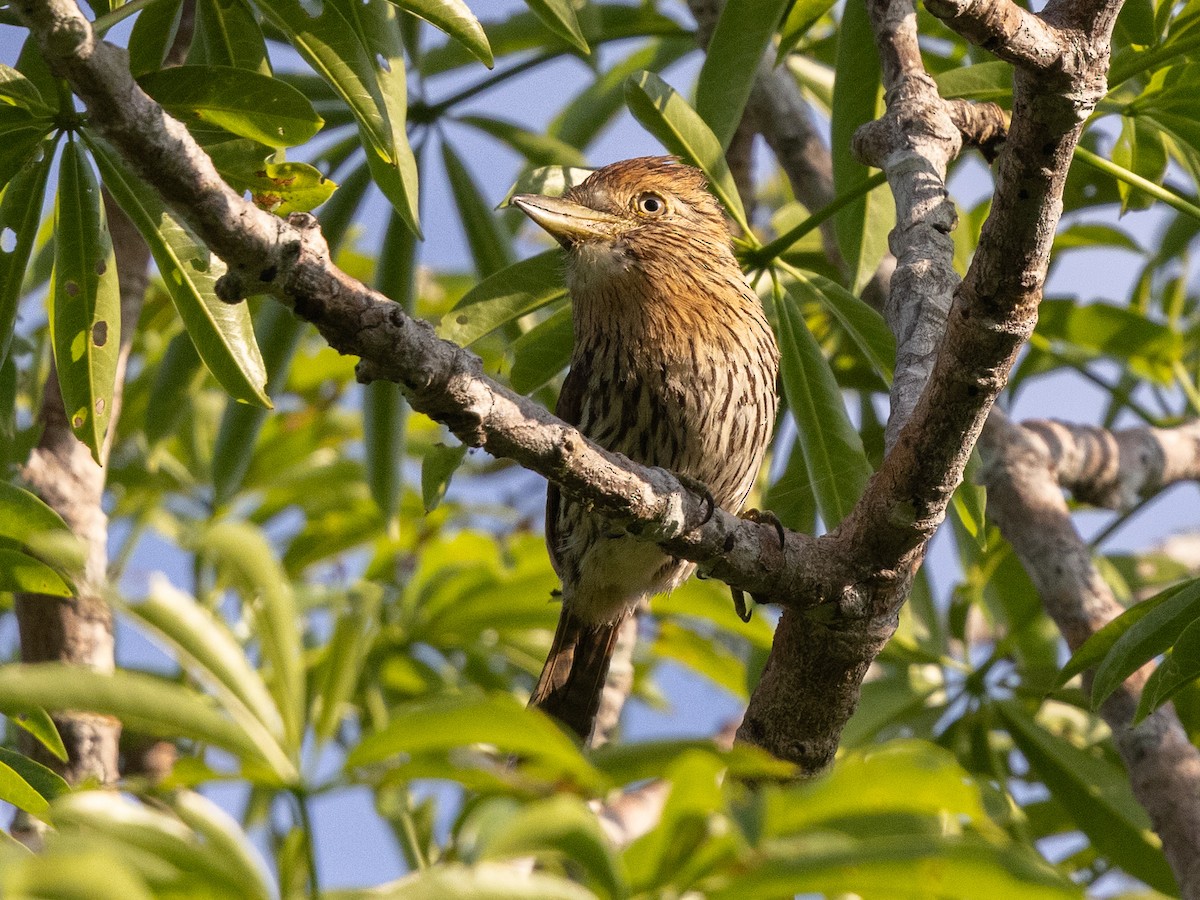 Western Striolated-Puffbird - ML642855957
