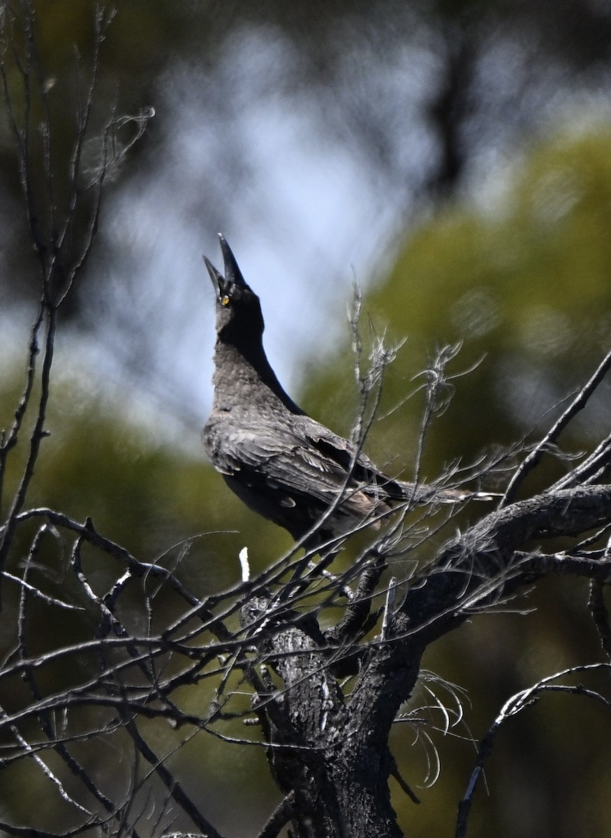 Gray Currawong - ML642855960