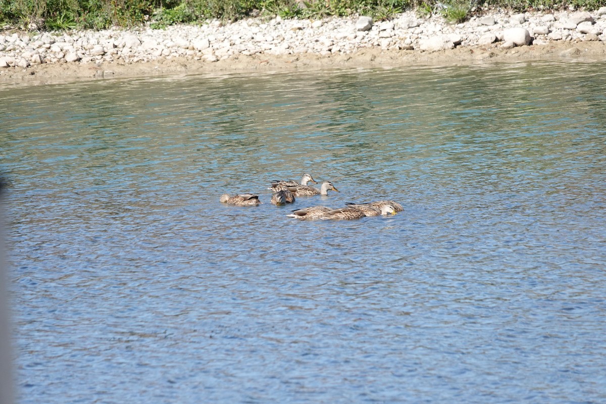 Mallard - ML642855962
