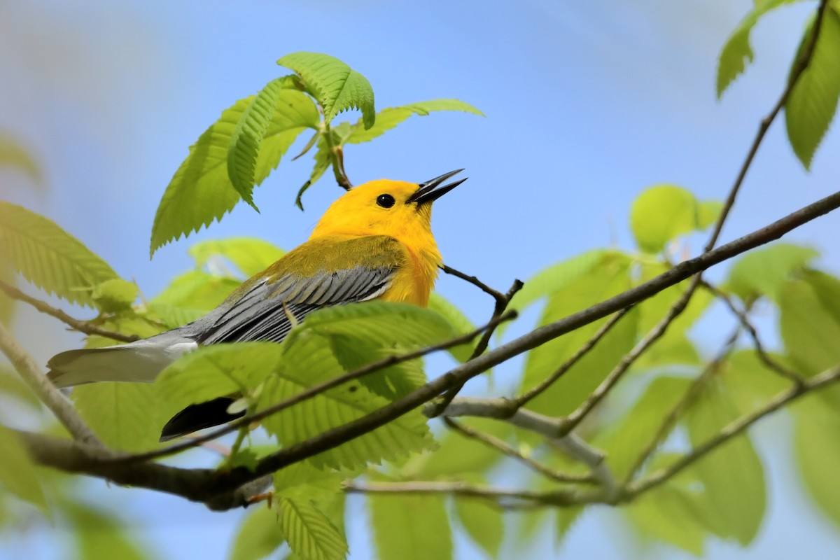 Prothonotary Warbler - ML642855974