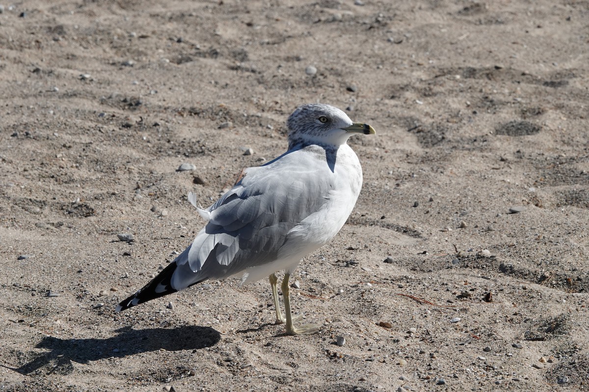 Ring-billed Gull - ML642855975