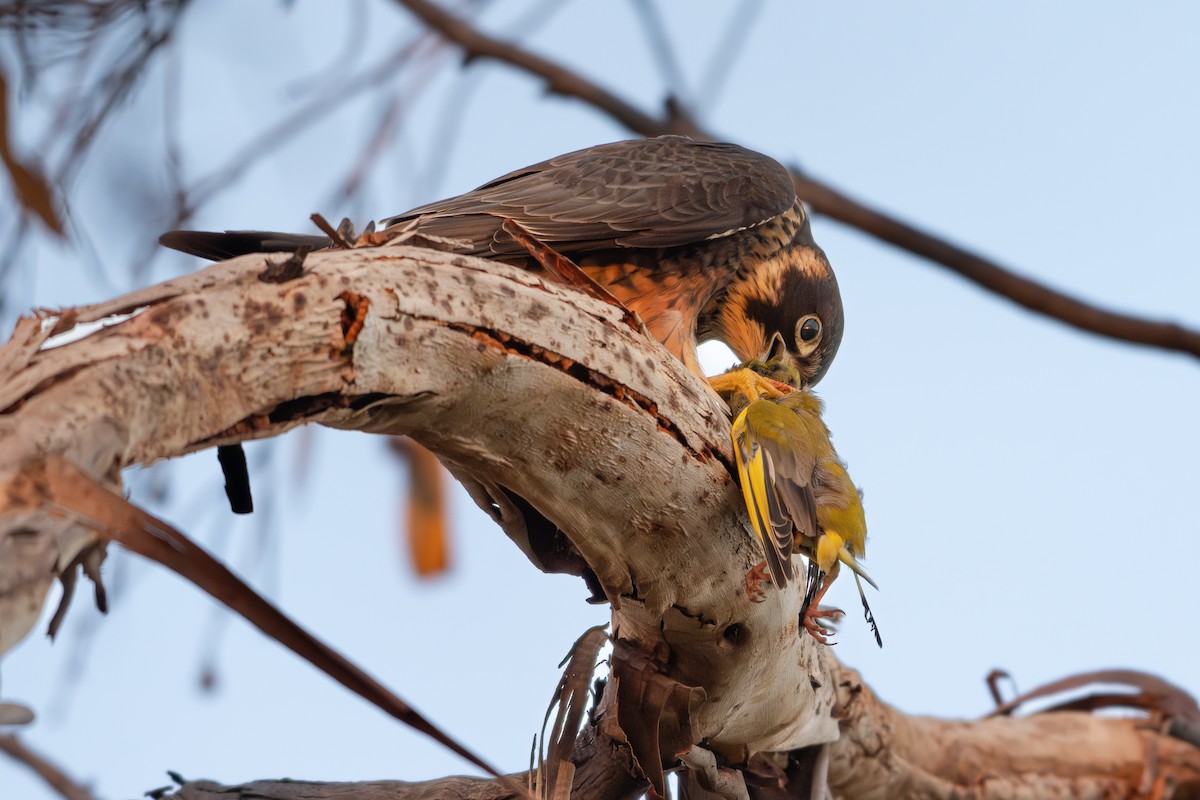 Australian Hobby - ML642855978