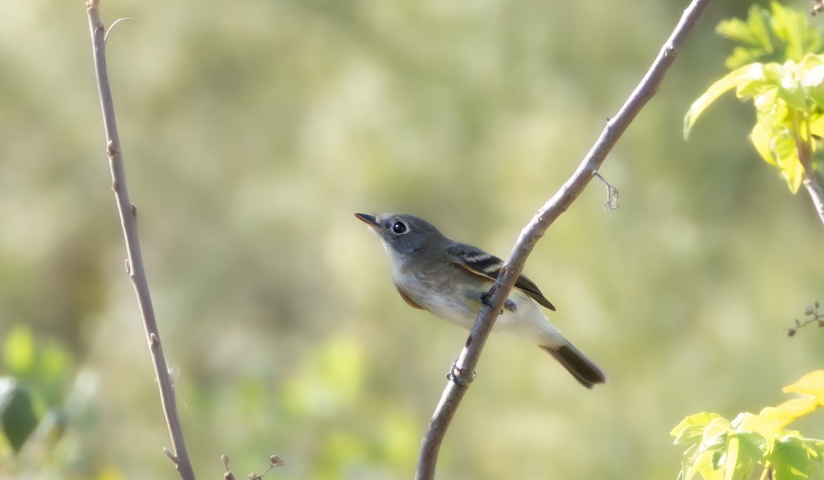 Least Flycatcher - ML642855980