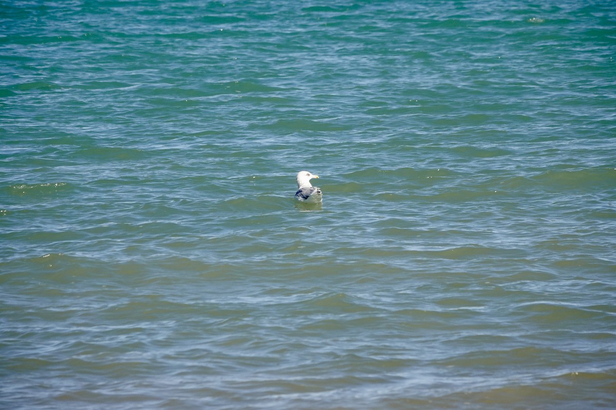 American Herring Gull - ML642855991