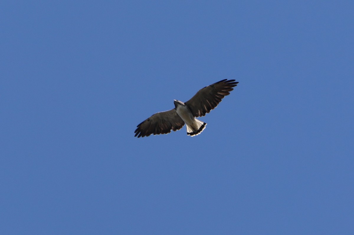 White-tailed Hawk - ML642855996