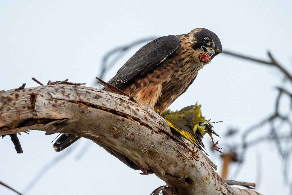 Australian Hobby - ML642855997