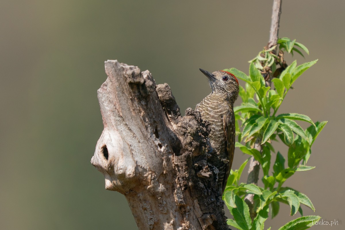 Dot-fronted Woodpecker - ML642855999