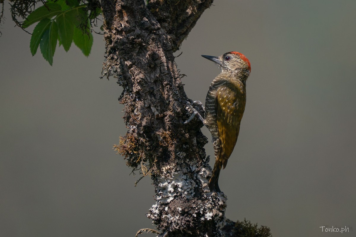Dot-fronted Woodpecker - ML642856000