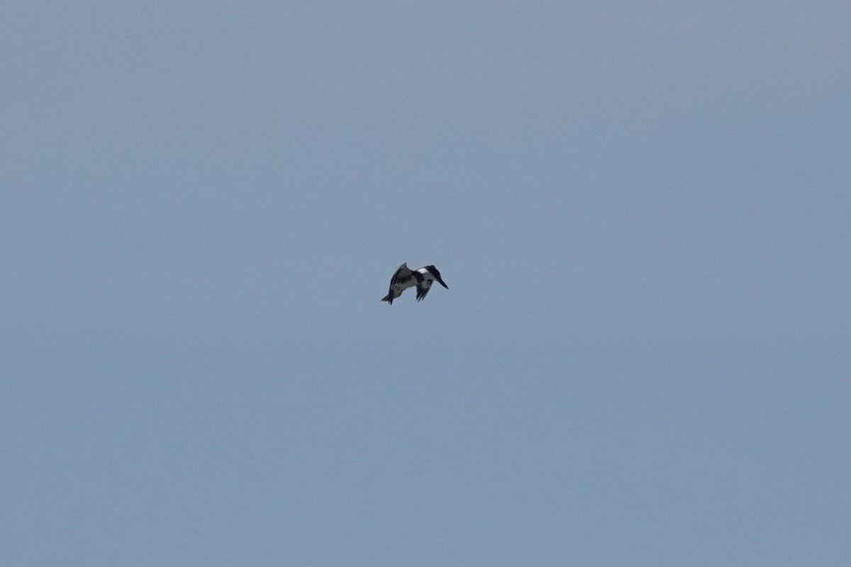 Belted Kingfisher - ML642856003