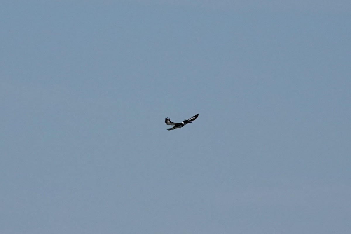 Belted Kingfisher - ML642856005
