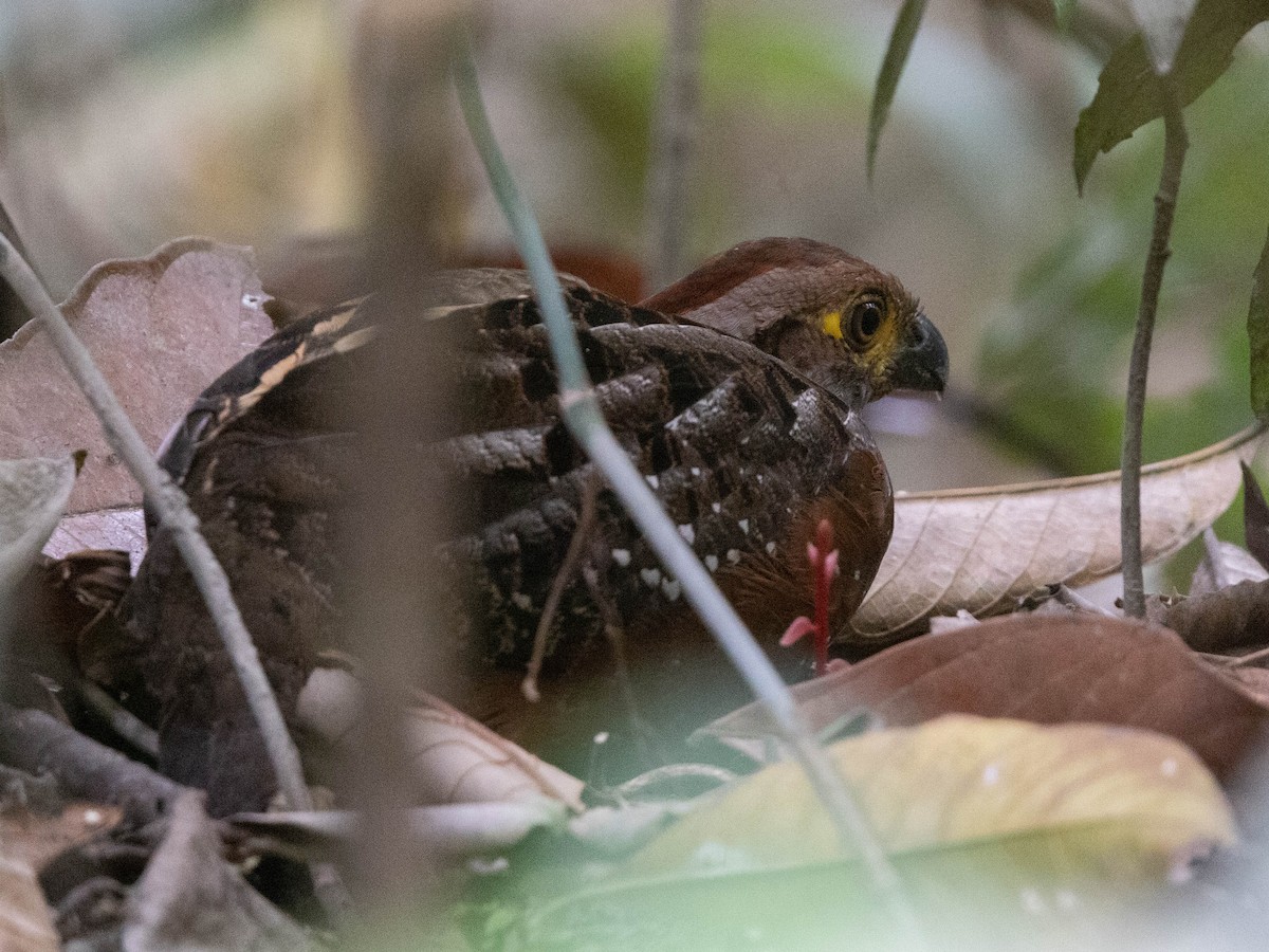 Starred Wood-Quail - ML642856006