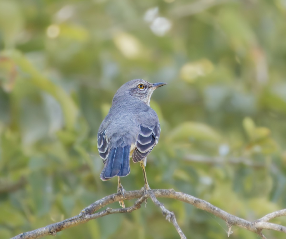 Northern Mockingbird - ML642856011