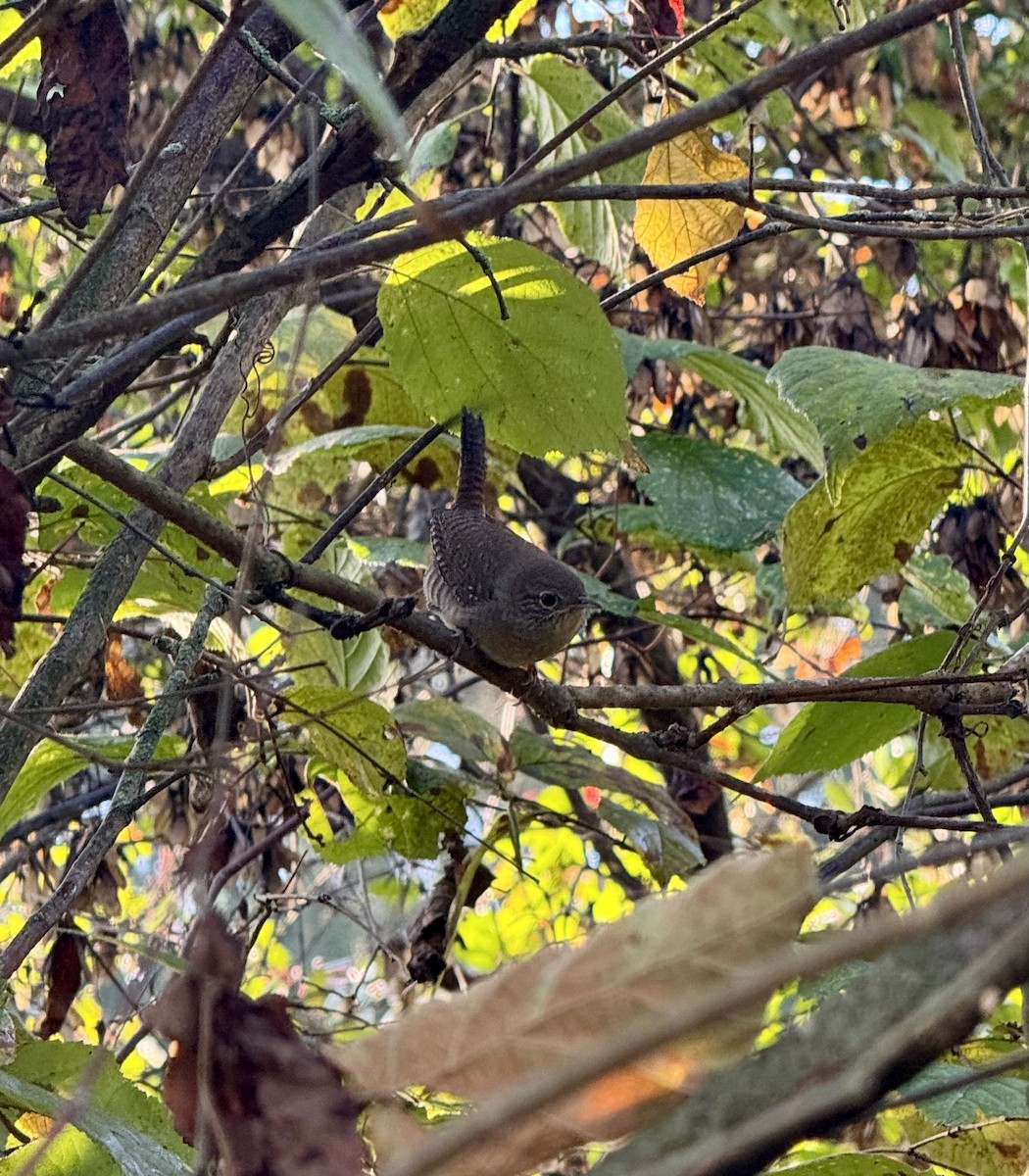 Northern House Wren - ML642856012