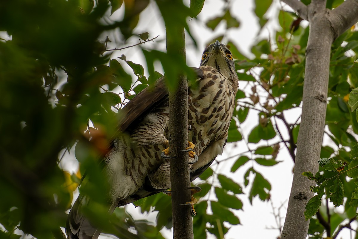 Crested Goshawk - ML642856013