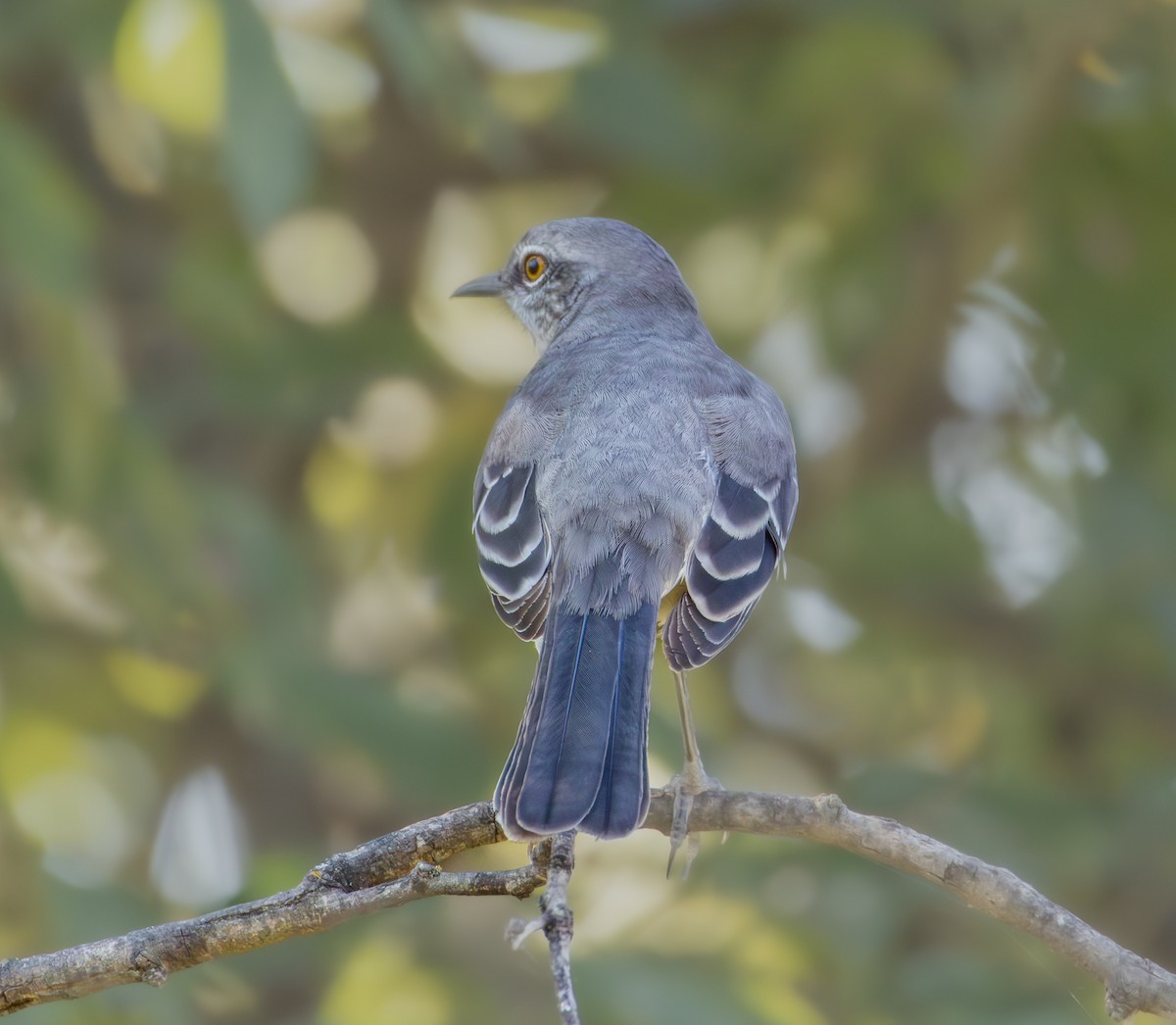 Northern Mockingbird - ML642856014